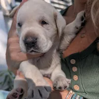 Puppy, a male Labrador Retriever for sale in St. Petersburg, FL – Photo 7 of 10