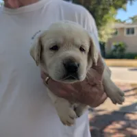 Puppy, a male Labrador Retriever for sale in St. Petersburg, FL – Photo 6 of 10