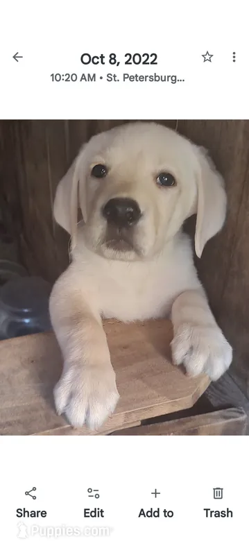 Puppy – Labrador Retriever puppy for sale in St. Petersburg, FL
