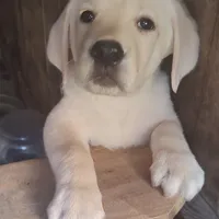 Puppy, a male Labrador Retriever for sale in St. Petersburg, FL – Photo 1 of 10