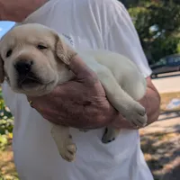 Puppy, a male Labrador Retriever for sale in St. Petersburg, FL – Photo 5 of 10