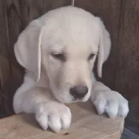 Puppy, a male Labrador Retriever for sale in St. Petersburg, FL – Photo 8 of 10