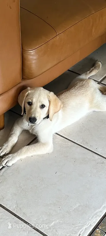 Puppy  – Labrador Retriever puppy for sale in St. Petersburg, FL