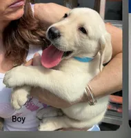 Puppy , a female Labrador Retriever for sale in St. Petersburg, FL – 3 of 7