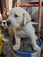 Puppy , a male Labrador Retriever for sale in St. Petersburg, FL – Photo 7 of 9