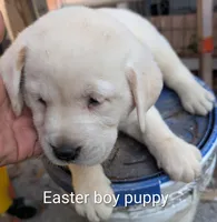 Puppy , a male Labrador Retriever for sale in St. Petersburg, FL – Photo 3 of 9
