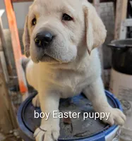 Puppy , a male Labrador Retriever for sale in St. Petersburg, FL – Photo 4 of 9