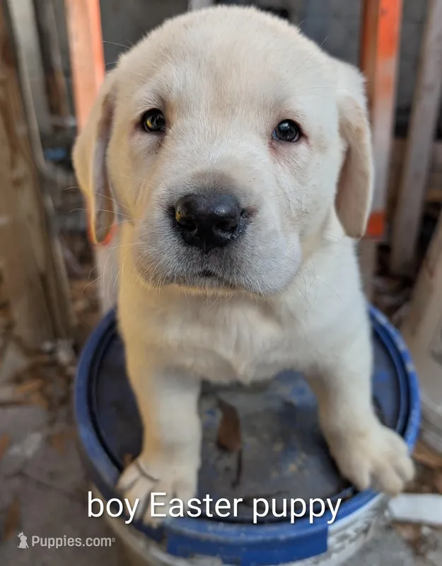 Puppy  – Labrador Retriever puppy for sale in St. Petersburg, FL