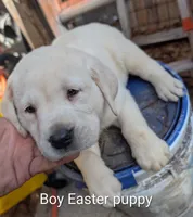 Puppy , a male Labrador Retriever for sale in St. Petersburg, FL – Photo 2 of 9