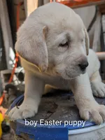 Puppy , a male Labrador Retriever for sale in St. Petersburg, FL – Photo 5 of 9