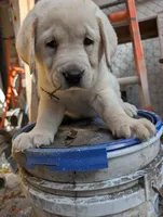 Puppy , a male Labrador Retriever for sale in St. Petersburg, FL – Photo 9 of 9