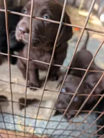 Puppy , a male Labrador Retriever for sale in St. Petersburg, FL – 3 of 4