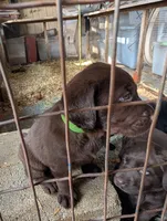 Puppy , a male Labrador Retriever for sale in St. Petersburg, FL – 4 of 4