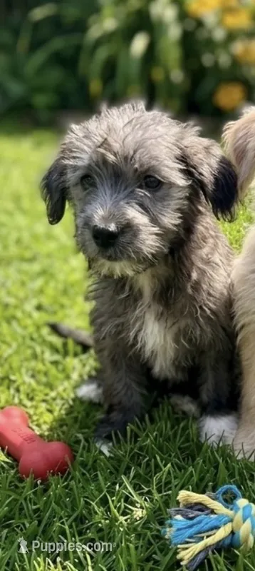 Chizer pup – Miniature Schnauzer, Chihuahua puppy for sale in Tacoma, WA