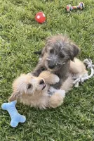 min. Schnauzer mix, a male Miniature Schnauzer and Chihuahua for sale in Tacoma, WA – 4 of 4
