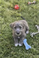 Chizer pup, a male Miniature Schnauzer and Chihuahua for sale in Tacoma, WA – 4 of 4