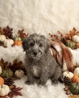 Chizer , a male Miniature Schnauzer and Chihuahua for sale in Tacoma, WA – 2 of 4