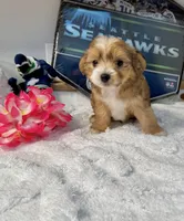 Malchi 2, a male Chihuahua and Maltese for sale in Tacoma, WA – 1 of 2