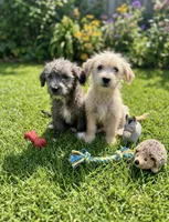 chizer 2 , a male Miniature Schnauzer and Chihuahua for sale in Tacoma, WA – 3 of 3