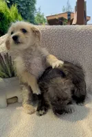 chizer 2 , a male Miniature Schnauzer and Chihuahua for sale in Tacoma, WA – 2 of 3