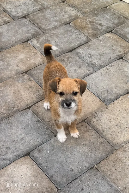 Chizer 2 – Miniature Schnauzer, Chihuahua puppy for sale in Tacoma, WA