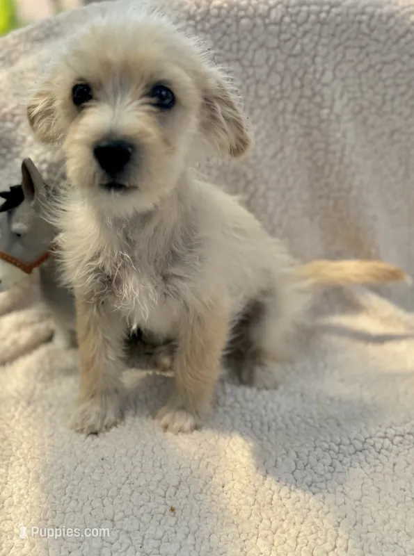 Chizer – Miniature Schnauzer, Chihuahua puppy for sale in Tacoma, WA