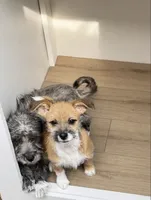 Chizer , a male Miniature Schnauzer and Chihuahua for sale in Tacoma, WA – 4 of 4