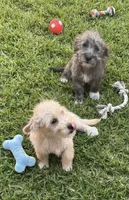 Chizer pup, a male Miniature Schnauzer and Chihuahua for sale in Tacoma, WA – 3 of 4