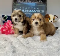 Malchi 2, a male Chihuahua and Maltese for sale in Tacoma, WA – 2 of 2