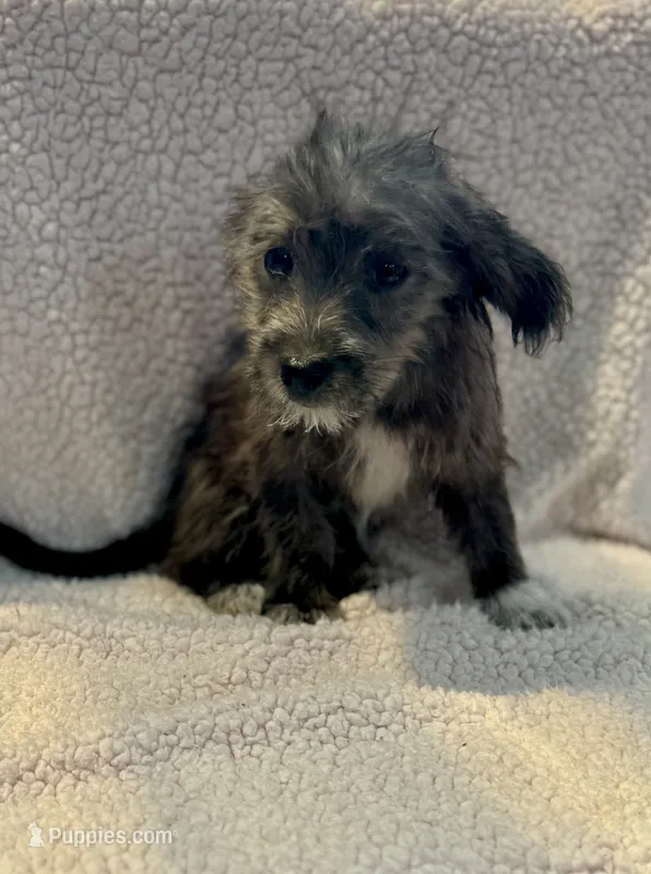chizer 2  – Miniature Schnauzer, Chihuahua puppy for sale in Tacoma, WA