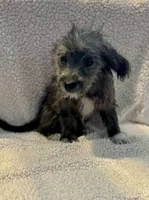 chizer 2 , a male Miniature Schnauzer and Chihuahua for sale in Tacoma, WA – 1 of 3