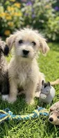 min. Schnauzer mix, a male Miniature Schnauzer and Chihuahua for sale in Tacoma, WA – 2 of 4