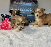 Malchi, a male Chihuahua and Maltese for sale in Tacoma, WA – 4 of 4