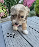 Malchi, a male Chihuahua and Maltese for sale in Tacoma, WA – 2 of 4