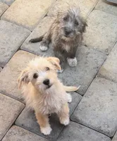 Chizer pup, a male Miniature Schnauzer and Chihuahua for sale in Tacoma, WA – 2 of 4