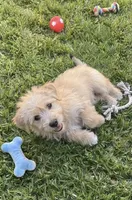 min. Schnauzer mix, a male Miniature Schnauzer and Chihuahua for sale in Tacoma, WA – 3 of 4