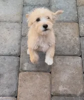min. Schnauzer mix, a male Miniature Schnauzer and Chihuahua for sale in Tacoma, WA – 1 of 4