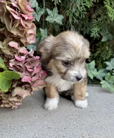 Malchi, a male Chihuahua and Maltese for sale in Tacoma, WA – 3 of 4