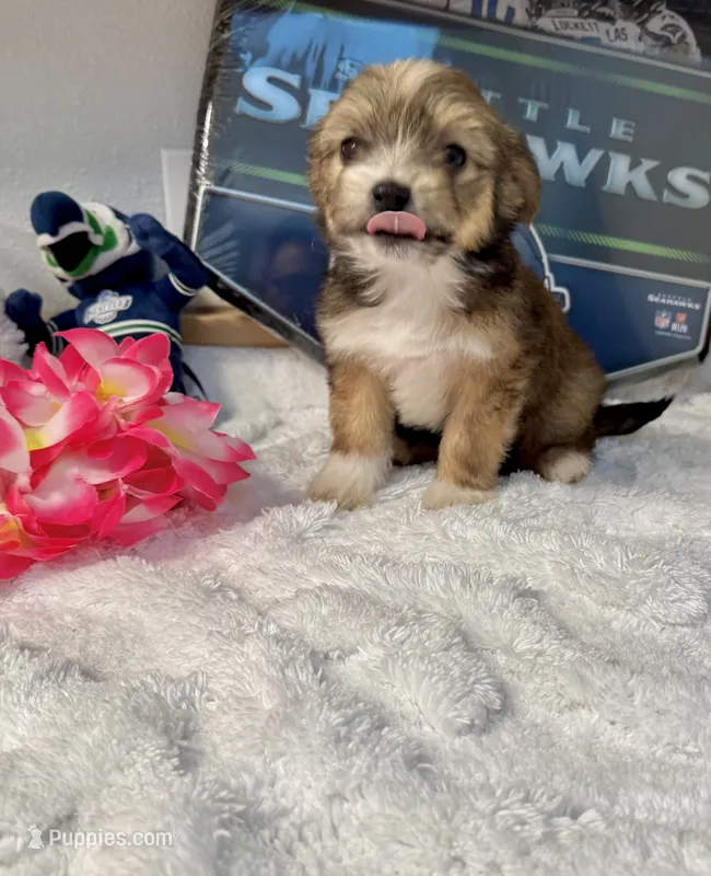 Malchi – Chihuahua, Maltese puppy for sale in Tacoma, WA