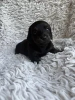Darci, a female Miniature Dachshund for sale in Hindsville, AR – 1 of 6