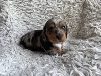 Dunston, a male Miniature Dachshund for sale in Hindsville, AR – 3 of 6