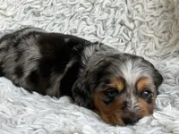 Dunston, a male Miniature Dachshund for sale in Hindsville, AR – 2 of 6