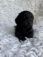 Darci, a female Miniature Dachshund for sale in Hindsville, AR – 5 of 6