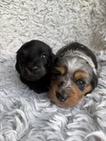 Dunston, a male Miniature Dachshund for sale in Hindsville, AR – 6 of 6