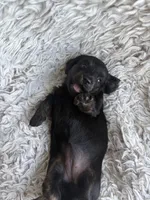 Darci, a female Miniature Dachshund for sale in Hindsville, AR – 2 of 6