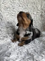 Dunston, a male Miniature Dachshund for sale in Hindsville, AR – 4 of 6