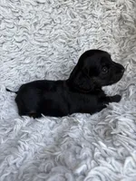 Darci, a female Miniature Dachshund for sale in Hindsville, AR – 3 of 6