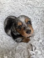 Dunston, a male Miniature Dachshund for sale in Hindsville, AR – 5 of 6