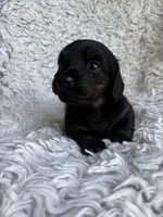 Darci, a female Miniature Dachshund for sale in Hindsville, AR – 4 of 6