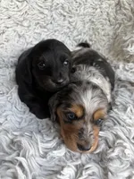 Darci, a female Miniature Dachshund for sale in Hindsville, AR – 6 of 6